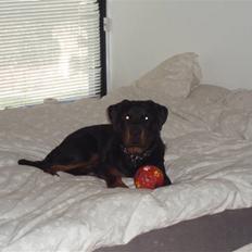 Rottweiler balto