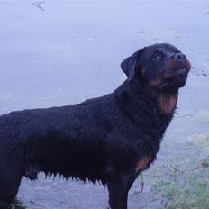 Rottweiler balto