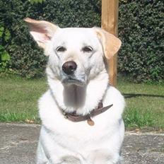 Blanding af racer Rockie