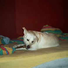 Blanding af racer Rockie