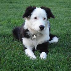 Border collie Effie