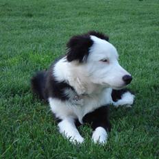 Border collie Effie