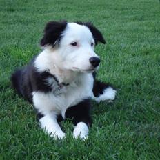 Border collie Effie
