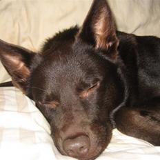 Australsk kelpie Felix