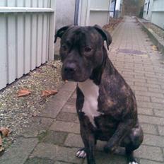 Amerikansk staffordshire terrier cammo