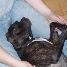 Amerikansk staffordshire terrier cammo