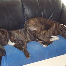 Amerikansk staffordshire terrier cammo