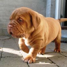 Dogue de bordeaux Amos