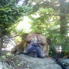 Engelsk bulldog Francis