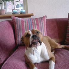 Amerikansk staffordshire terrier Tequilla R.I.P