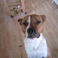 Amerikansk staffordshire terrier Tequilla R.I.P