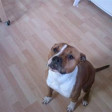 Amerikansk staffordshire terrier Tequilla R.I.P