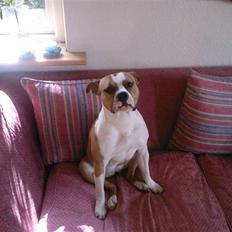 Amerikansk staffordshire terrier Miabella