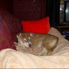 Alaskan husky Nanook