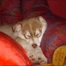 Alaskan husky Nanook