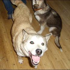 Alaskan malamute Yakone