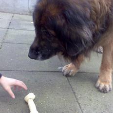Leonberger Harley