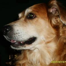 Golden retriever Trunte R.I.P 4/7-08