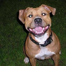 Amerikansk staffordshire terrier DIVA