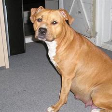 Amerikansk staffordshire terrier DIVA