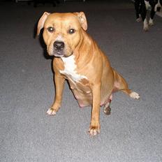 Amerikansk staffordshire terrier DIVA