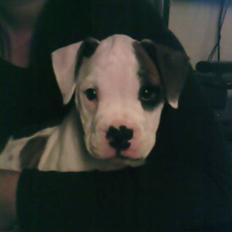 Amerikansk bulldog Berta