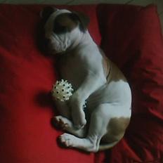 Amerikansk bulldog Berta