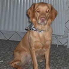 Nova scotia duck tolling retriever Bailey