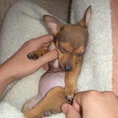 Blanding af racer Molly