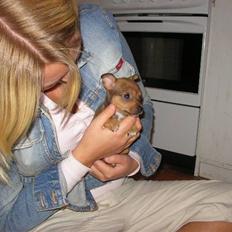 Blanding af racer Molly