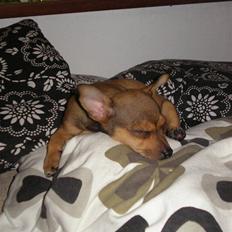 Blanding af racer Molly