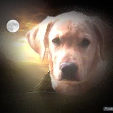 Blanding af racer Mischa