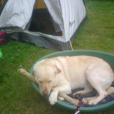 Blanding af racer Mischa