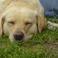 Blanding af racer Mischa