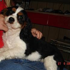 Cavalier king charles spaniel Boffi