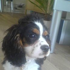 Cavalier king charles spaniel Boffi