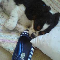 Cavalier king charles spaniel Boffi