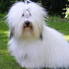 Coton de tulear Malthe