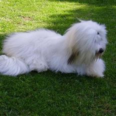 Coton de tulear Malthe