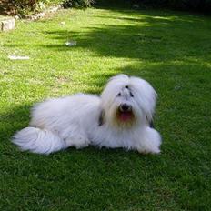 Coton de tulear Malthe