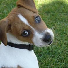 Dansk svensk gaardhund Mandy