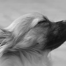 Chihuahua  - || Teddy ||