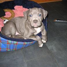 Amerikansk staffordshire terrier Costa