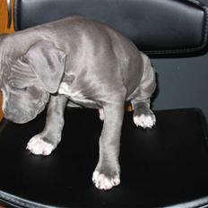 Amerikansk staffordshire terrier Costa