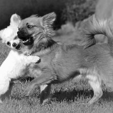 Chihuahua  - || Teddy ||