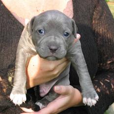 Amerikansk staffordshire terrier Costa