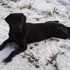 Labrador retriever Tøzen