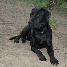 Labrador retriever Tøzen