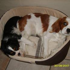 Cavalier king charles spaniel Pepsi