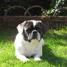 Blanding af racer Coco (21.05.07 - 01.05.19)